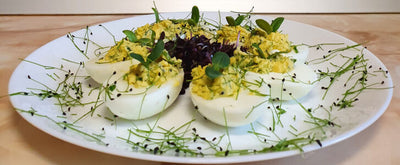 Ouă umplute cu microgreens de chives și floarea soarelui