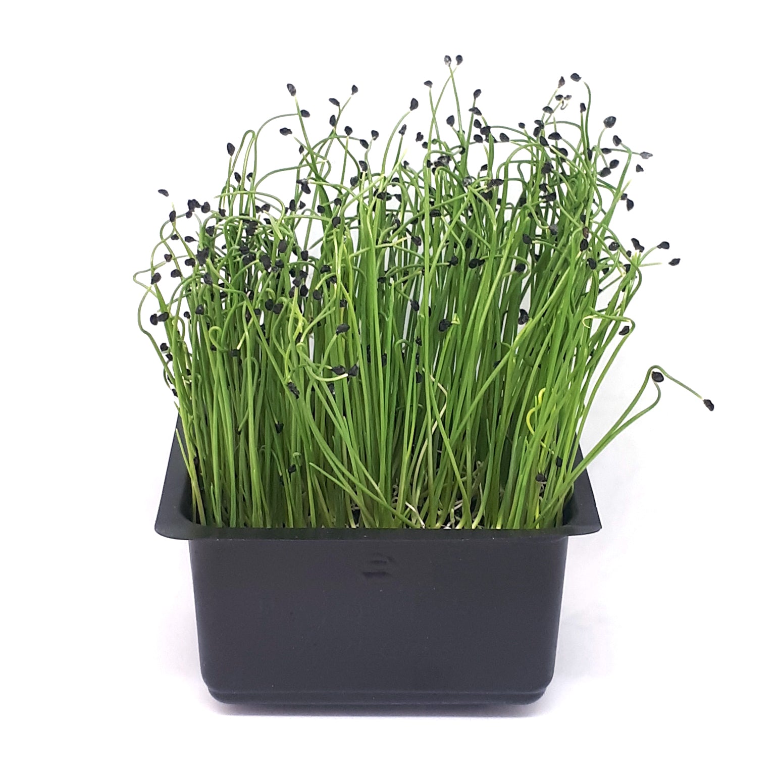 5+ Microgreen Chives Ceapă Chives – Microgreens