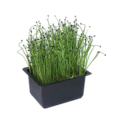 Ceapă Chives