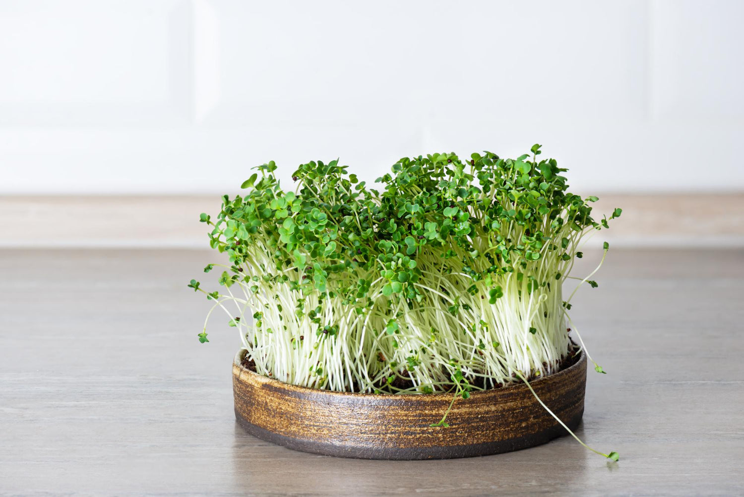 Broccoli ca microplantă: sulforafanul și ce știe știința despre el