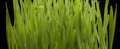 Iarbă de grâu - detoxifiere și terapie naturistă