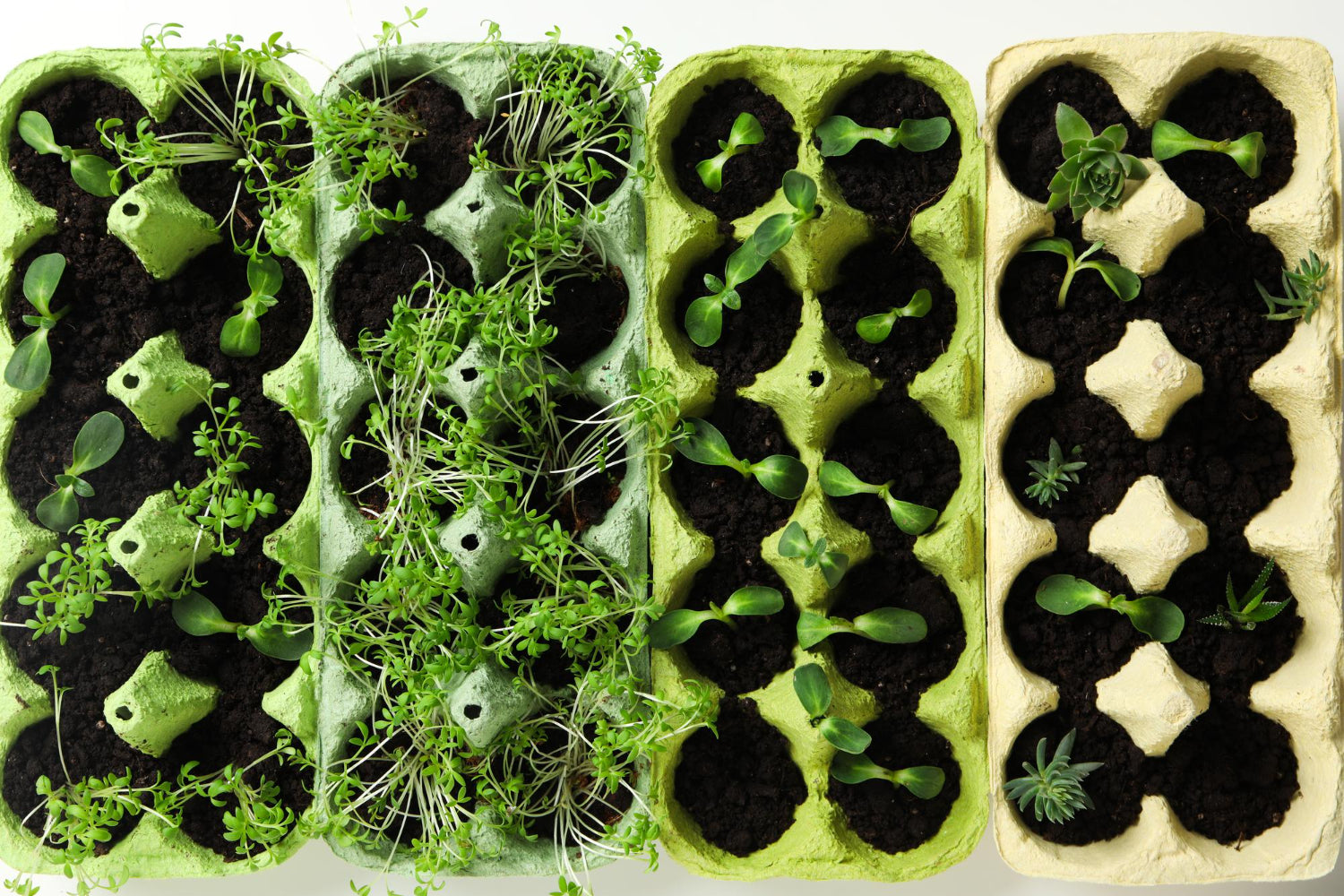 Abonamente Microplante