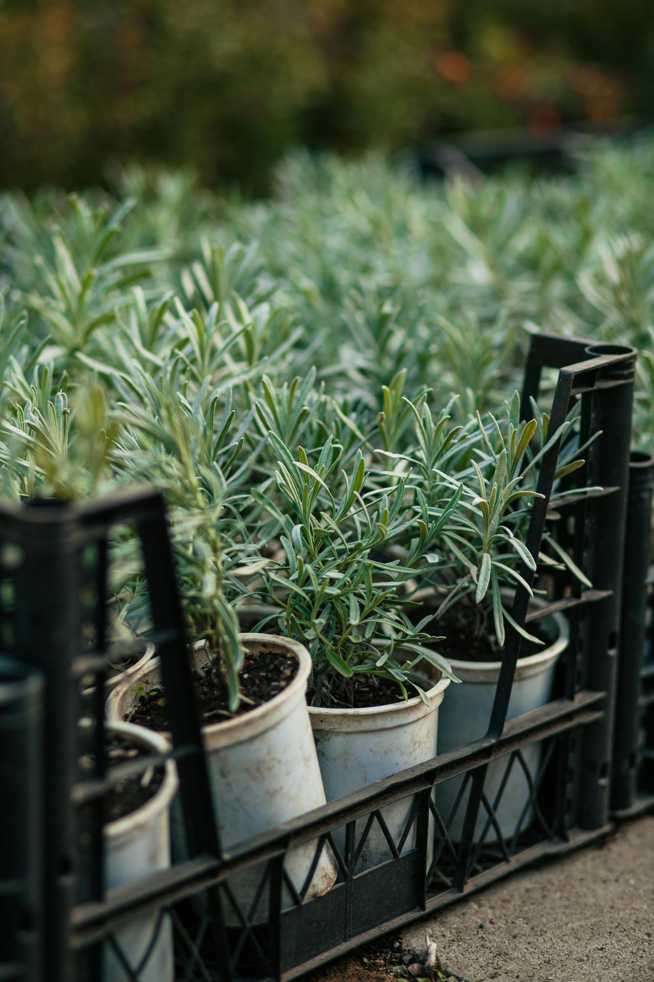 Plante aromatice