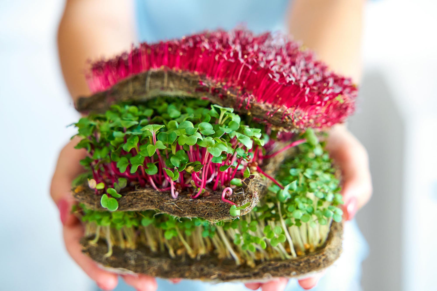 Microplante