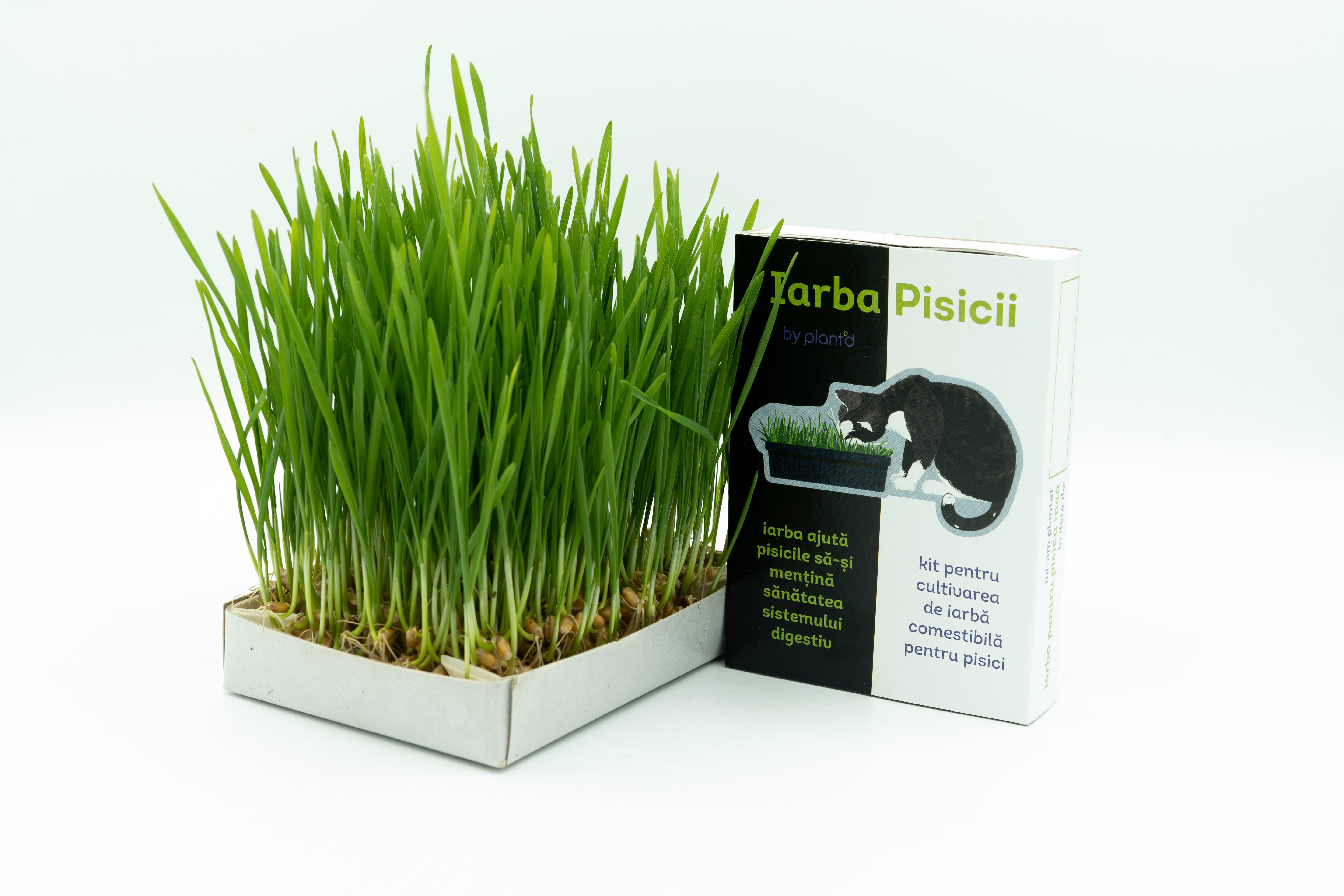 Iarba Pisicii – Kit DIY Natural pentru Sănătatea Pisicii Tale