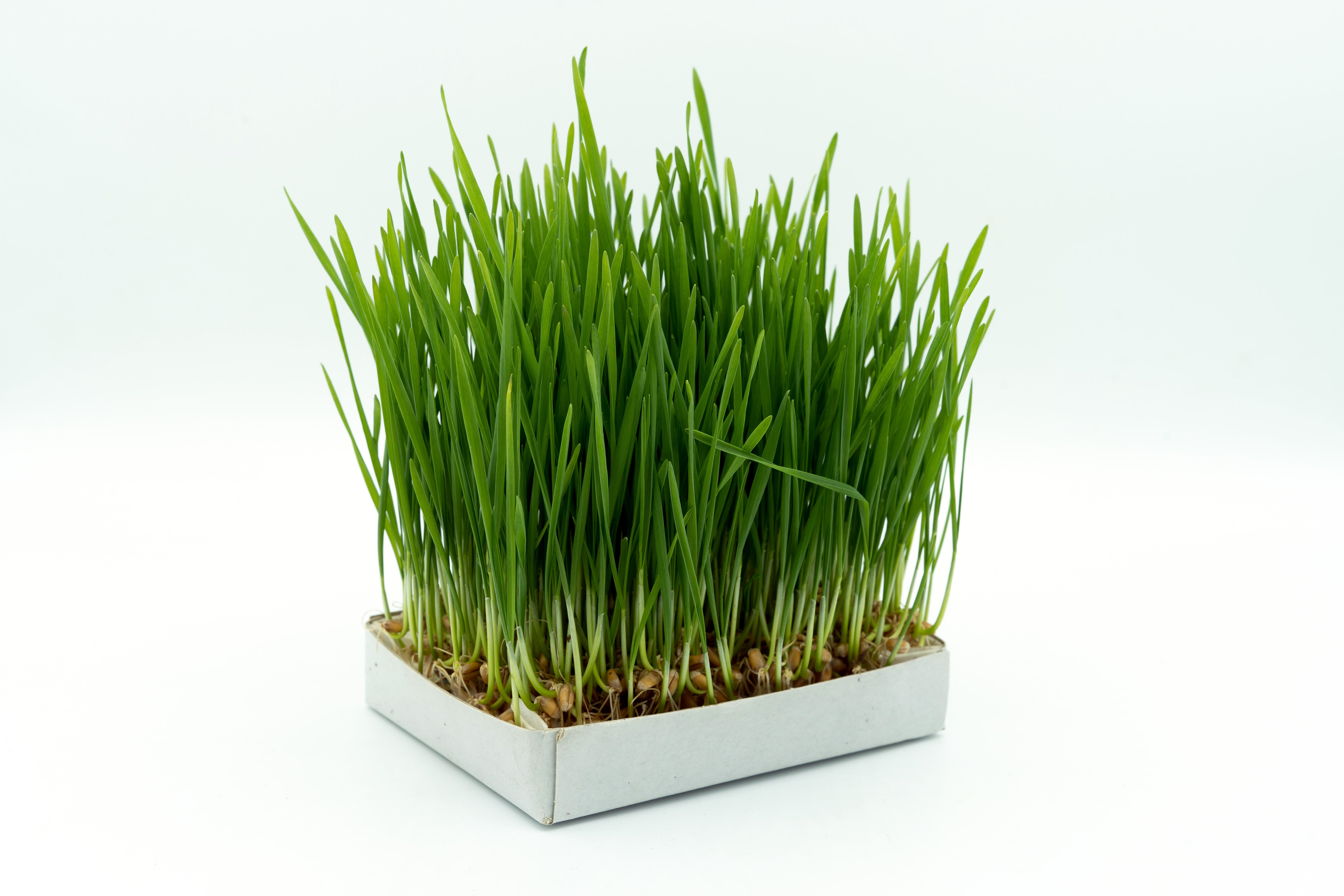 Iarba Pisicii – Kit DIY Natural pentru Sănătatea Pisicii Tale