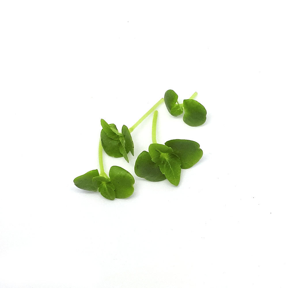 Busuioc asiatic (Perilla verde)