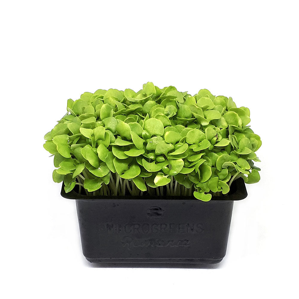 Busuioc verde