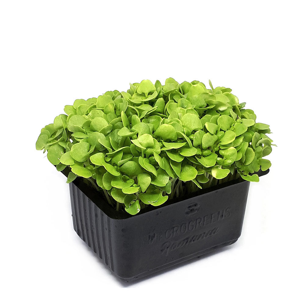 Busuioc verde