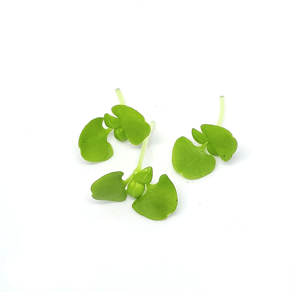 Busuioc verde