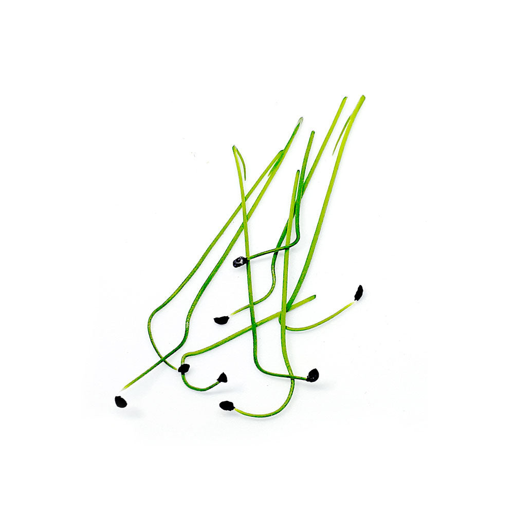 Ceapă Chives