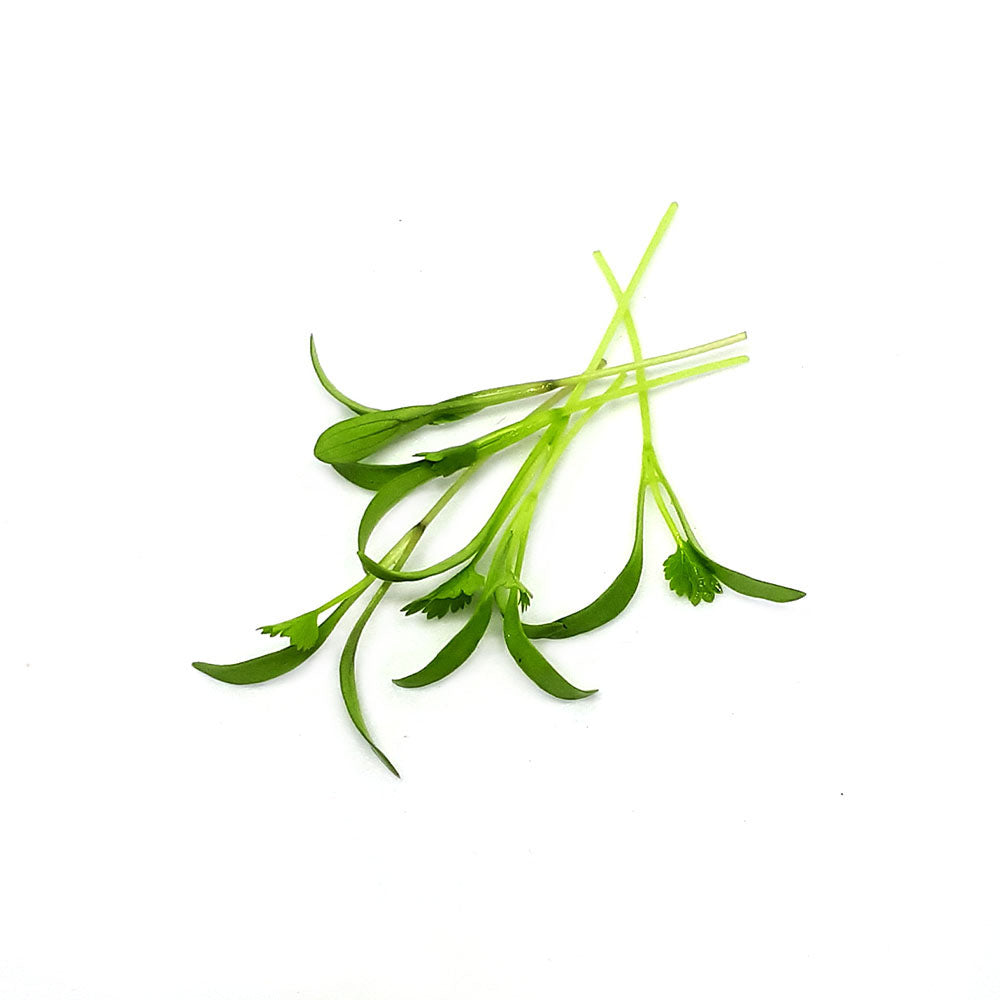 Coriandru