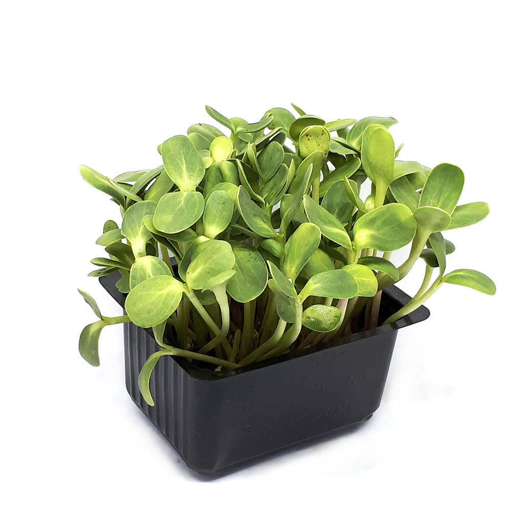 Floarea soarelui