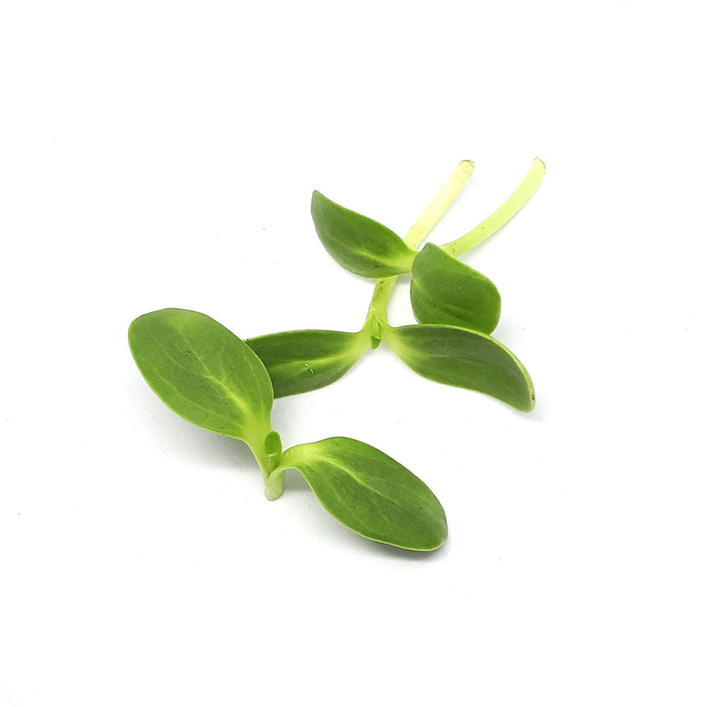 Floarea soarelui