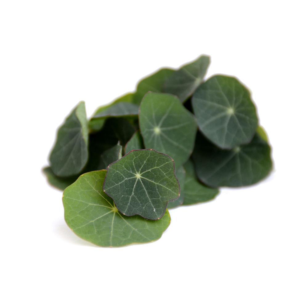 Nasturtium Frunze