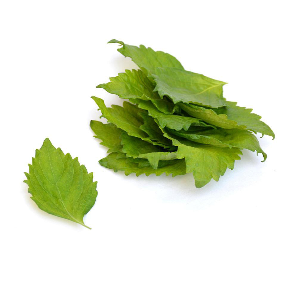 Perilla verde Frunze