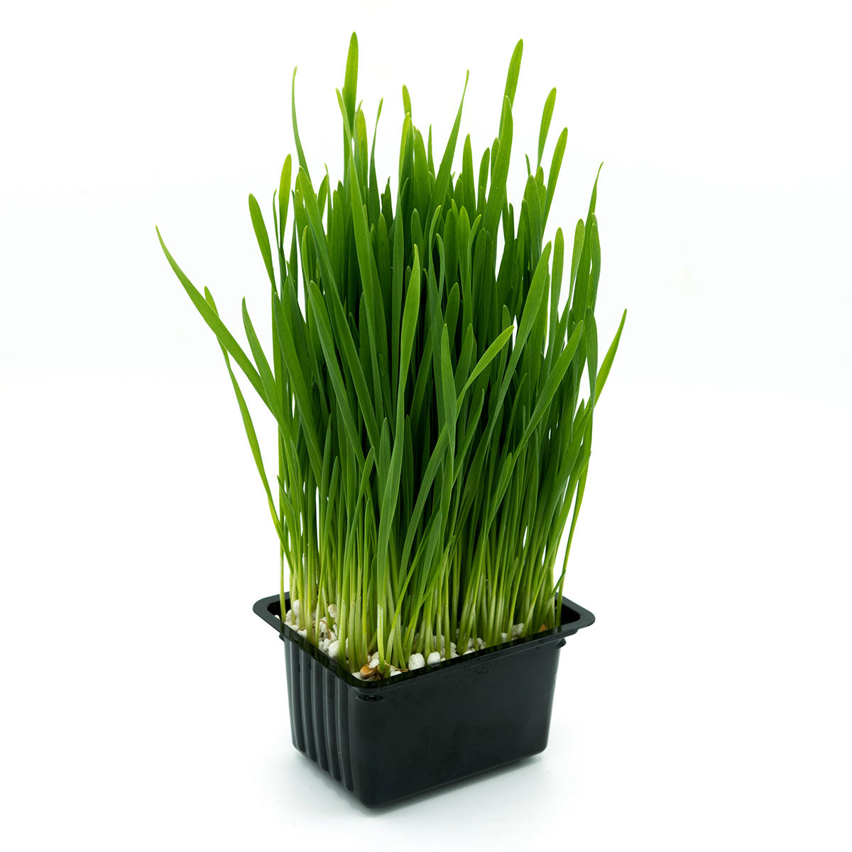 Iarbă de grâu