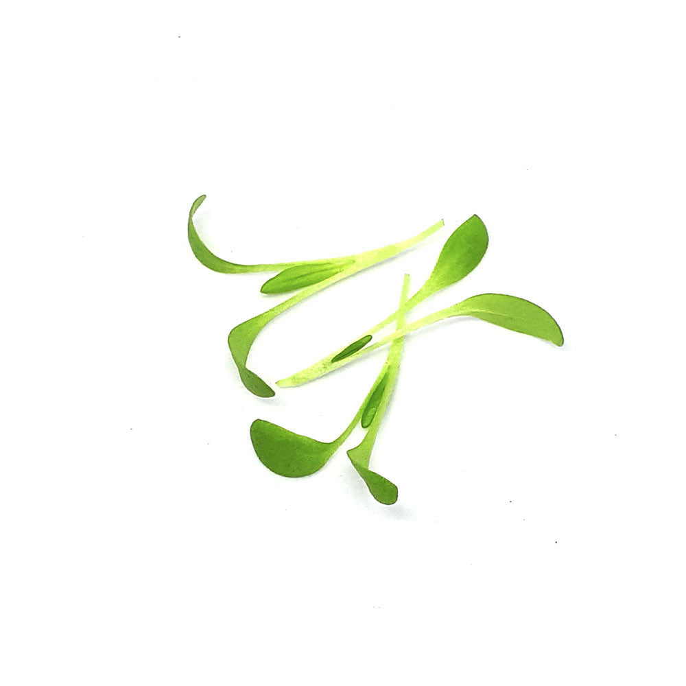 Măcriș verde