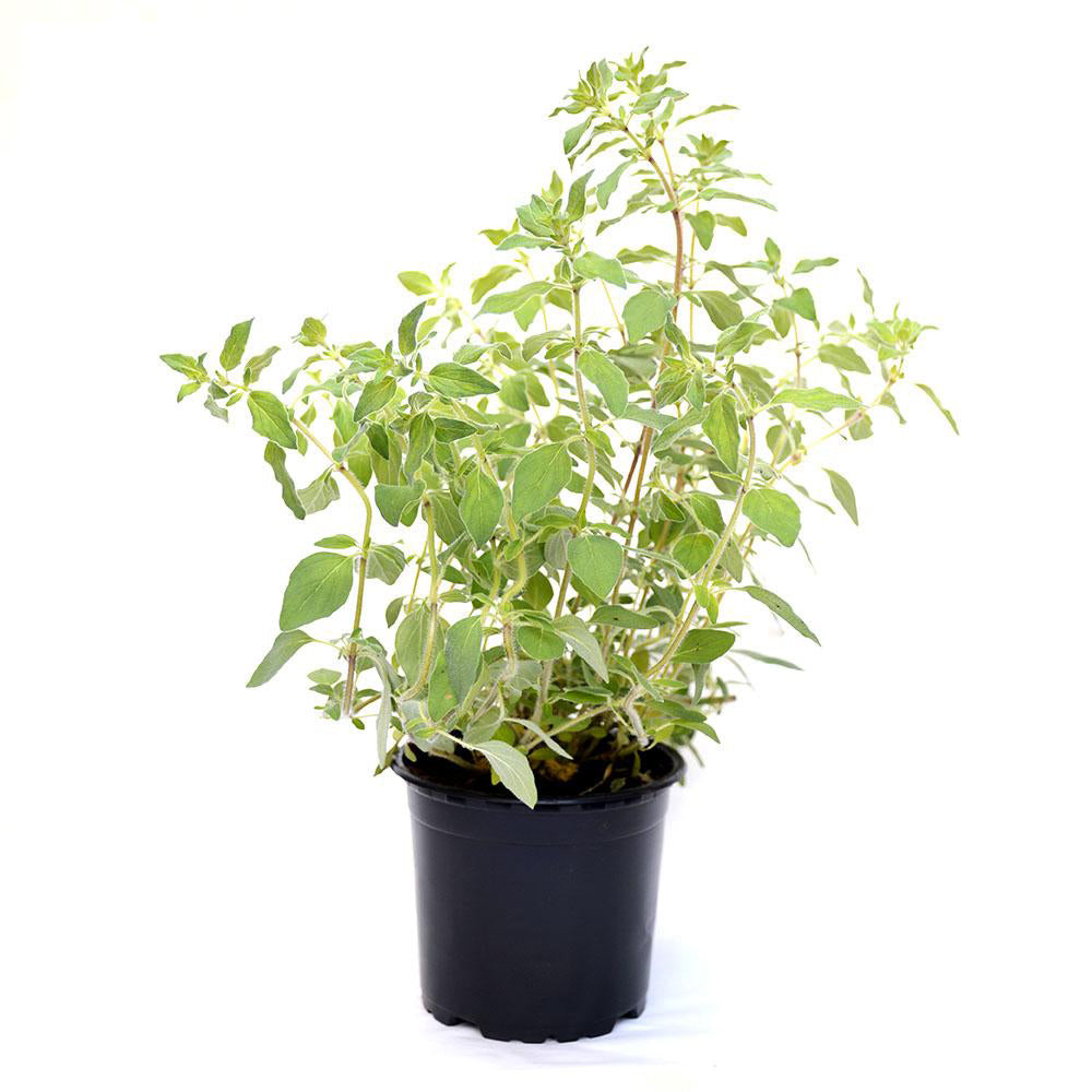 Oregano la ghiveci
