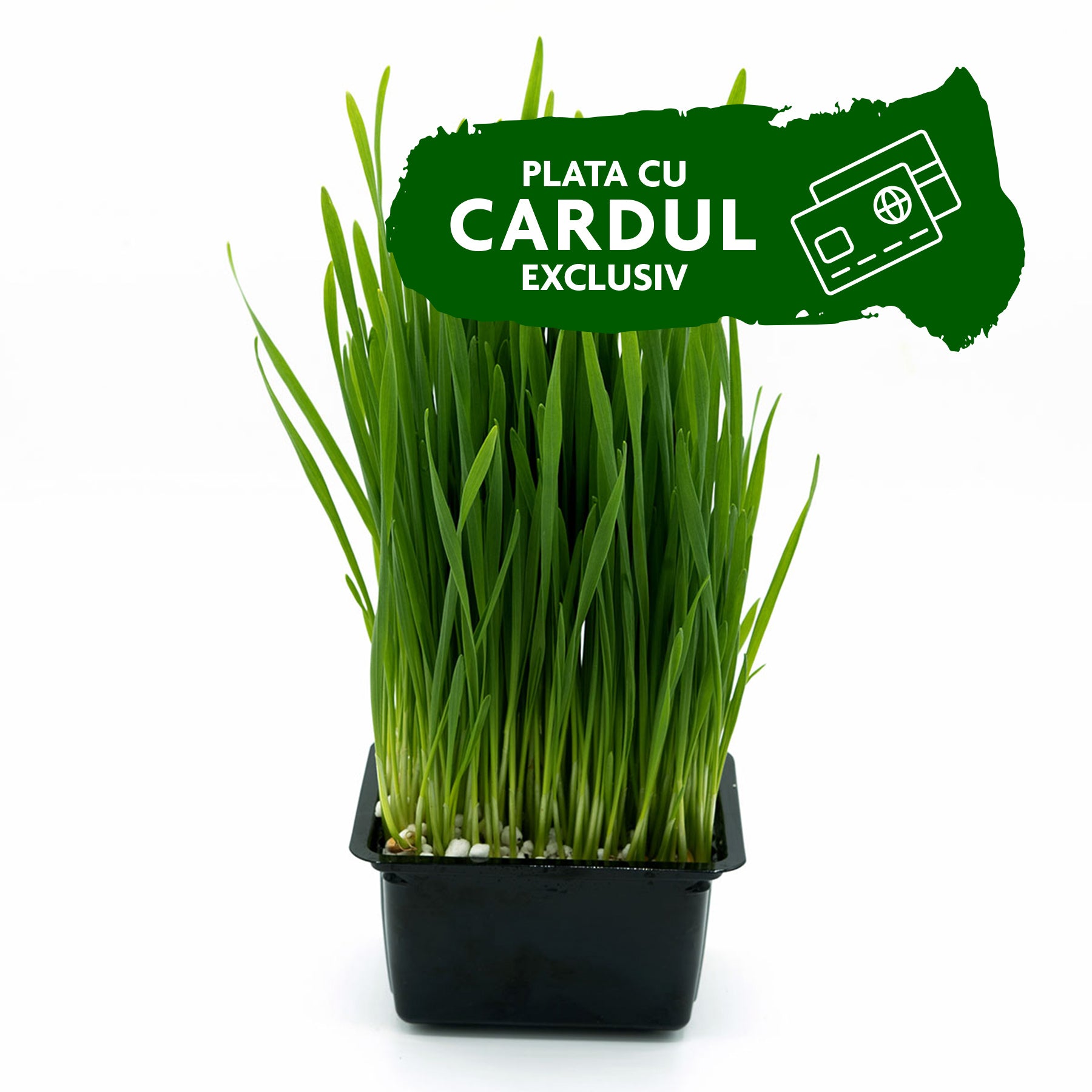 Abonament iarbă de grâu - Detox