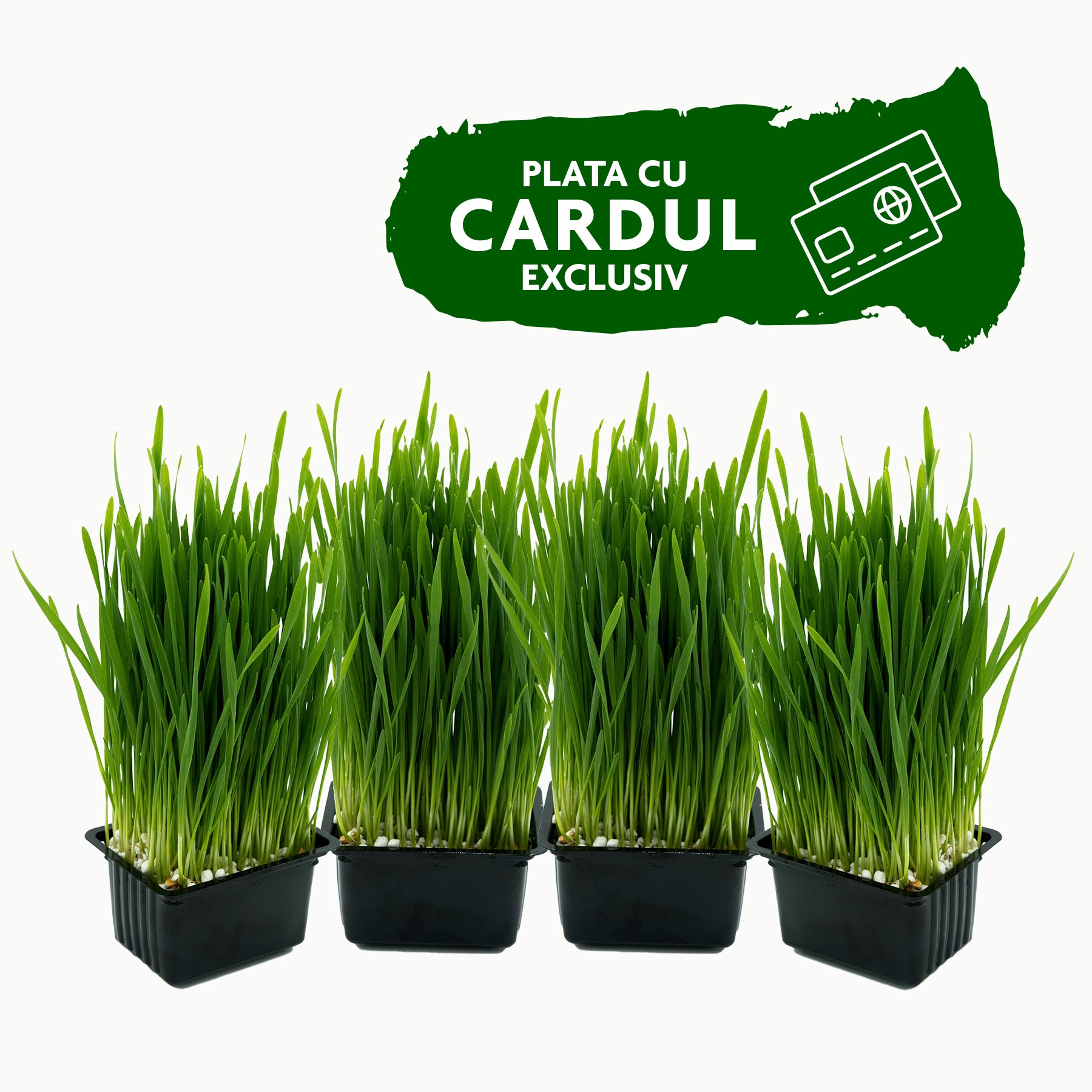 Abonament iarbă de grâu - Detox