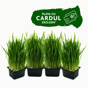 Abonament iarbă de grâu - Detox